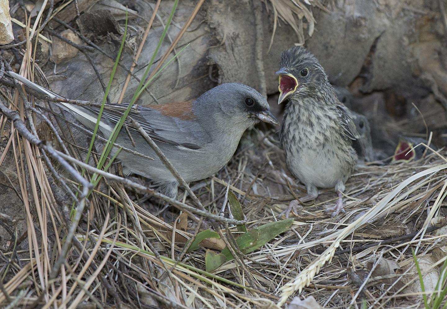 How Do Young Birds Know When to Leave the Nest? (3 of 5)