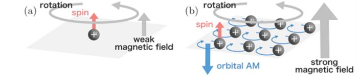 Spin versus orbital polarization under an external rotation field with varying magnetic field strength