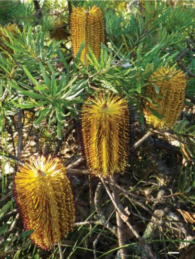 <i>Banksia neoanglica</i>