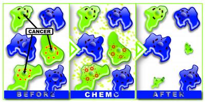 Why Chemotherapy Targets Some Cells, Spares Others (2 of 6)