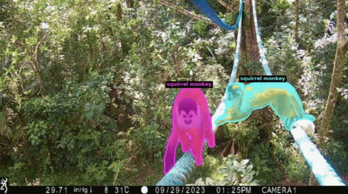 Still image of SA-FARI example