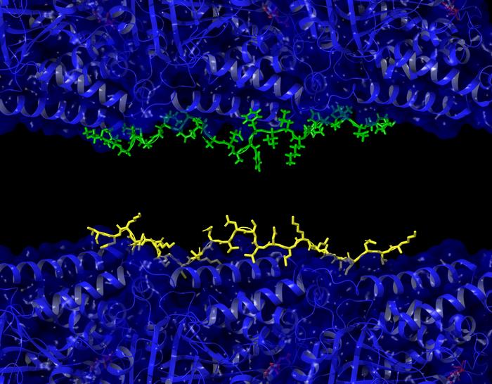 Microtubules with tau and a-beta proteins