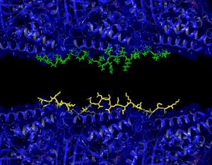 Microtubules with tau and a-beta proteins
