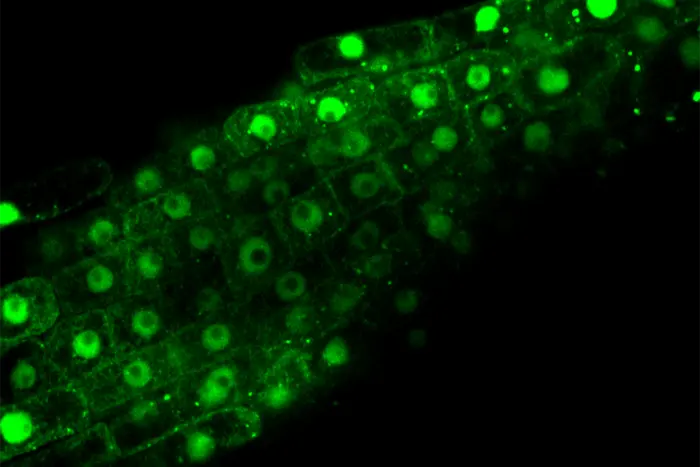 Confocal microscopy of Arabidopsis
