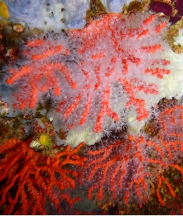 Las olas de calor podrían reducir la supervivencia de las larvas de los corales y la conectividad de sus poblaciones en el Mediterráneo