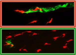 Nitric Oxide Protects against Parasite Invasion