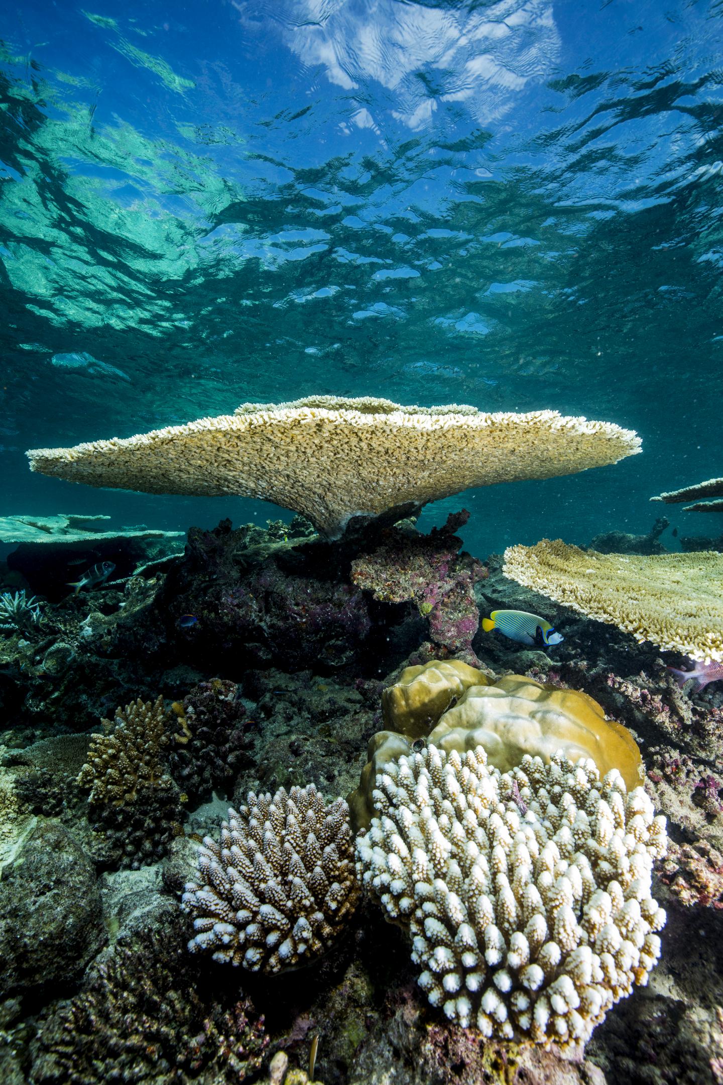 Corals Are Not Only Declining Fast, They're Recovering Slowly (5 of 9)