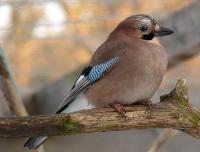 Eurasian Jay