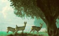 One Male and Two Female Roe Deer During Winter in an Olive Grove
