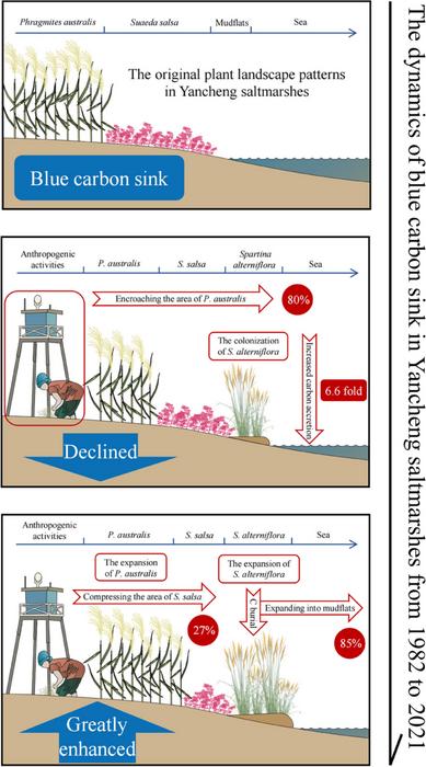 Blue carbon gain by plant invasion in saltmarsh overcompensated carbon loss by land reclamation