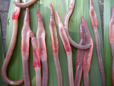 Worms
