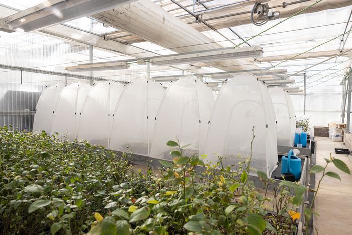 New biodegradable alternatives to current agricultural plastic products