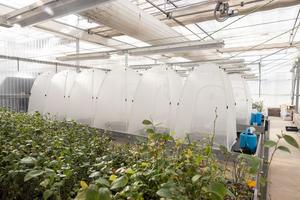 New biodegradable alternatives to current agricultural plastic products