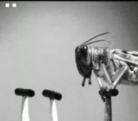 Ladder-Walking Locust (1 of 2)