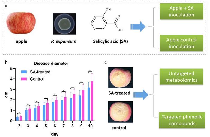 Experimental workflow illustrating apple sample groupings, salicylic acid (SA) treatment, pathogen inoculation, disease assessment, and metabolomic analysis