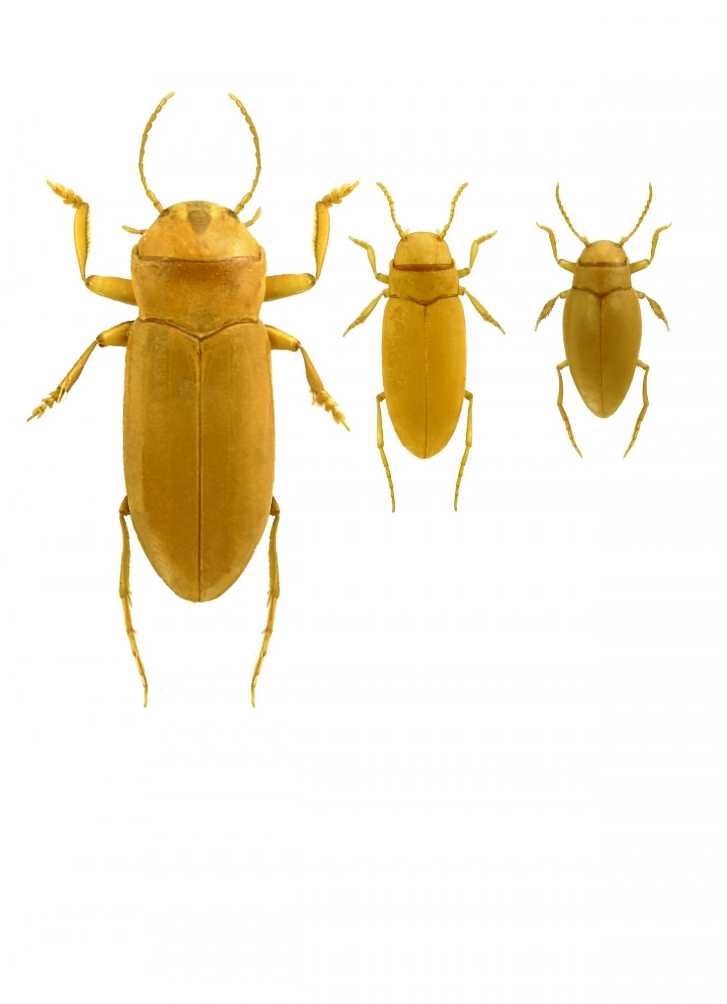 Blind Beetles Show Extraordinary Signs of Sight