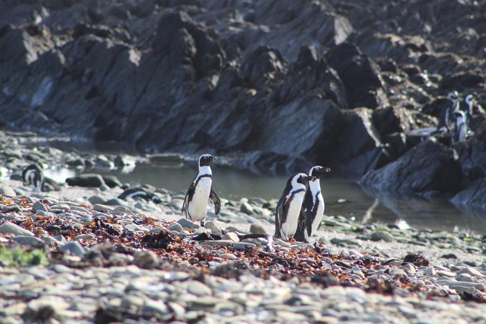 Penguins on beach
