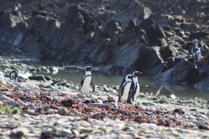 Penguins on beach