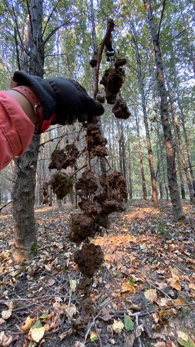 Root and soil sampling