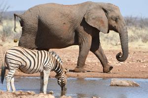Elephant and Zebra in Etosha