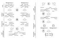 MetaFast Algorithm
