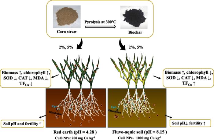 Can corn straw and its pyrolytic biochar be used to mitigate the toxicity of CuO NPs to wheat seedlings?
