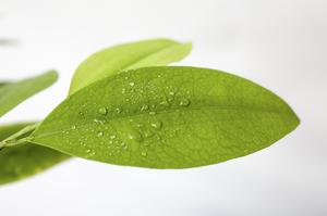 2.	Coca leaf_KhokaProject.jpg