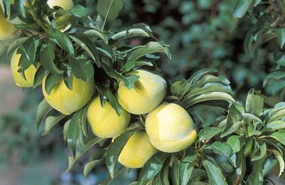 Japanese Plum