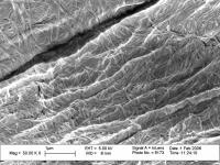 Cellulose