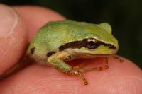 Pacific Chorus Frog -- A Carrier of a Deadly Amphibian Disease (2 of 2)