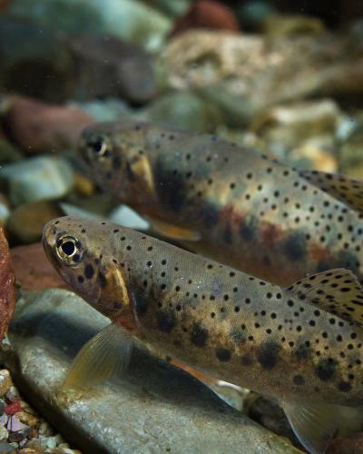Trout