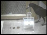 Bird Making Hook to Access Food (2 of 2)