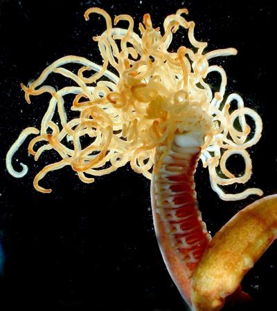 Polychaete Worm
