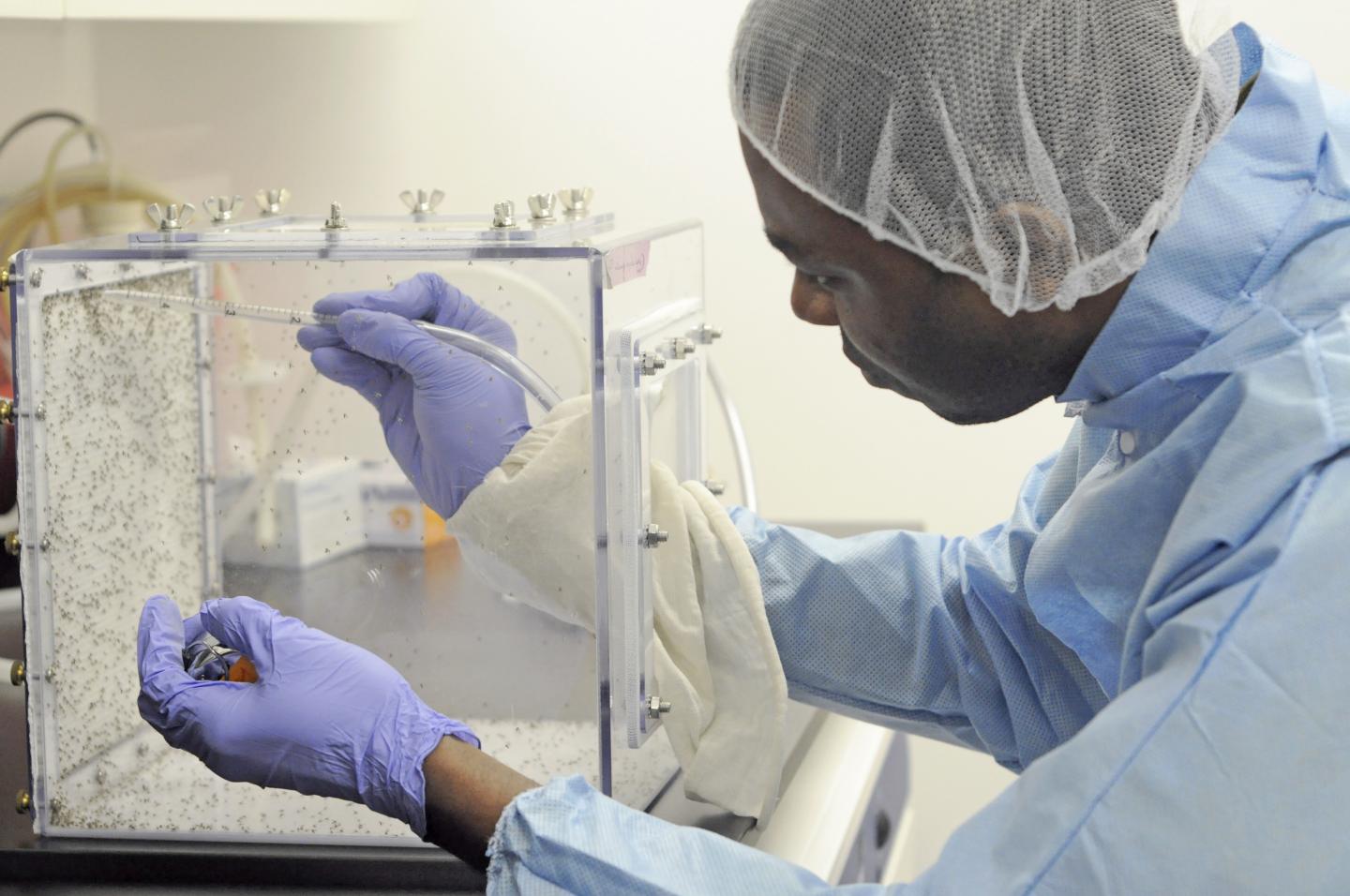 Chukwunonso Nzelu in the Insectary