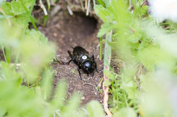 Wild Cricket