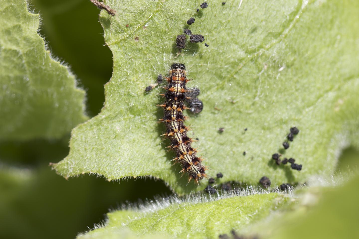 Painted Lady Caterpillar