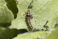 Painted Lady Caterpillar