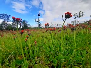 Fig. 2: The orange hawkweed is planted as a garden plant, and then sometimes escapes cultivation in large stands.