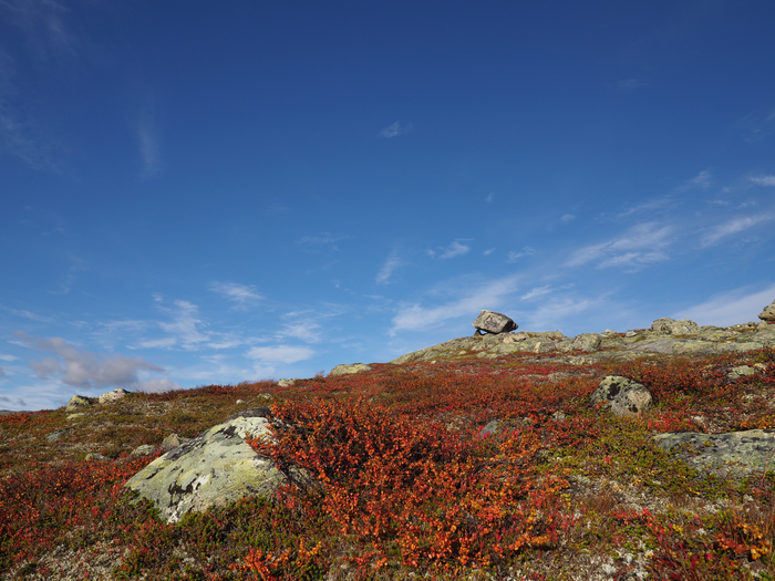 Dwarf birch