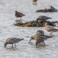 Red Knots