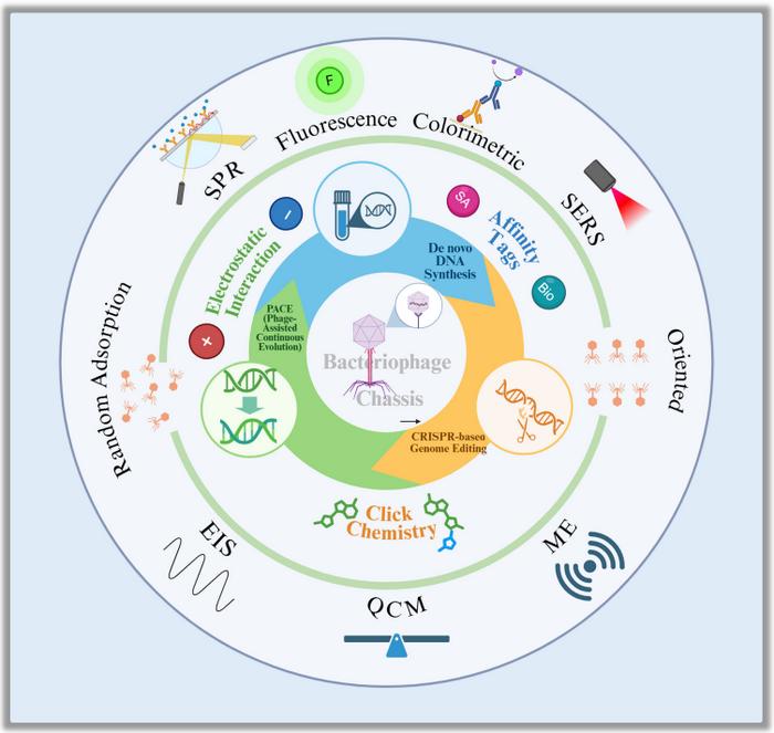 Phage-based biosensors for pathogen detection