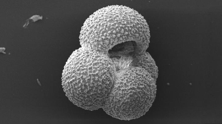 <i>Globigerina bulloides</i>