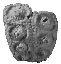 Fossil Sea Urchin