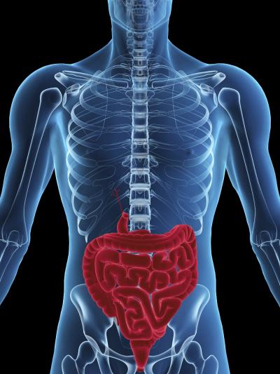 Human Digestive System