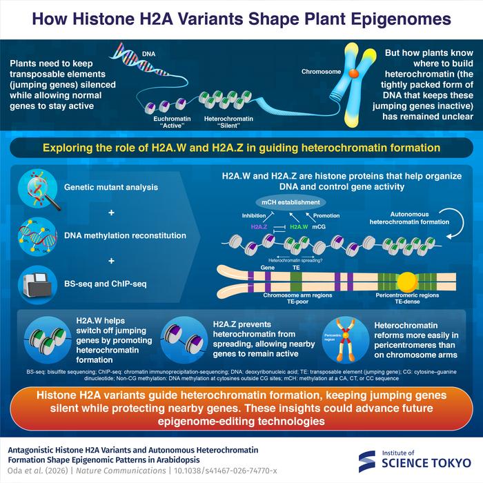 How Histone H2A Variants Shape Plant Epigenomes
