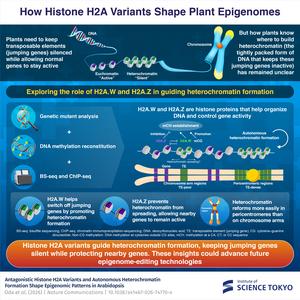 How plants selectively silence jumping genes while protecting essential genes