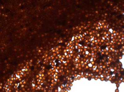 Tattoo Inks in Microcapsules