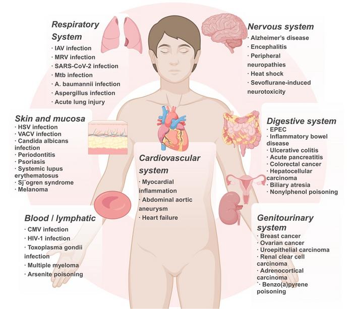 ZBP1-Mediated Programmed Cell Death: Mechanistic Insights and Clinical Strategies