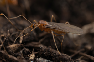 male yellow crazy ant