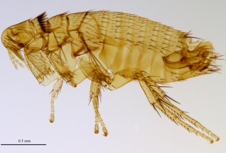 <i>Musserellus vanpeeneni</i>